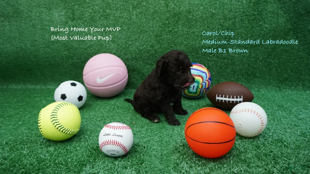 Australian Labradoodle dogs for sale: CCB1 - Ad 2