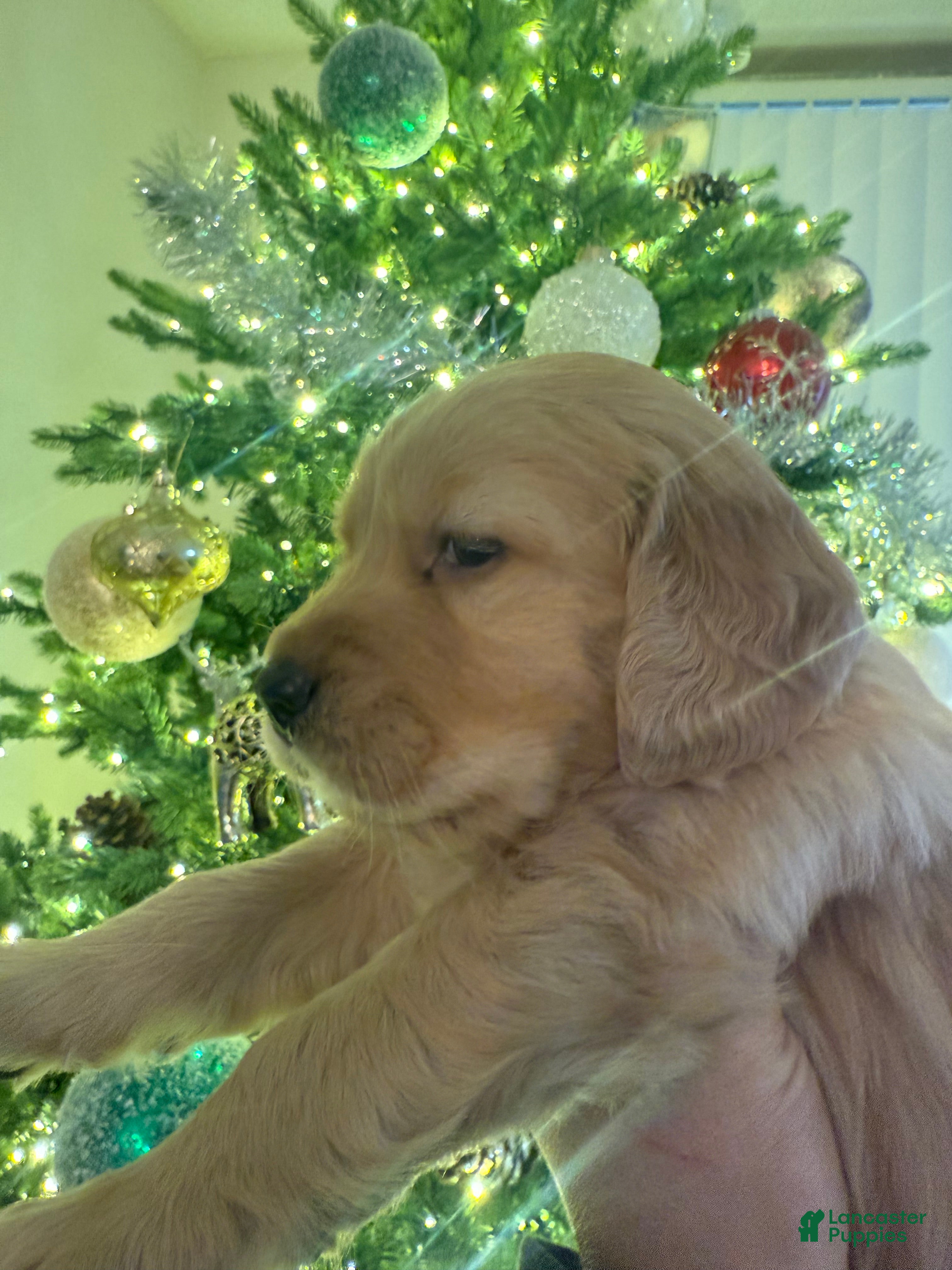 Golden Retriever dogs Golden Retriever Puppy 2 - Ad 35