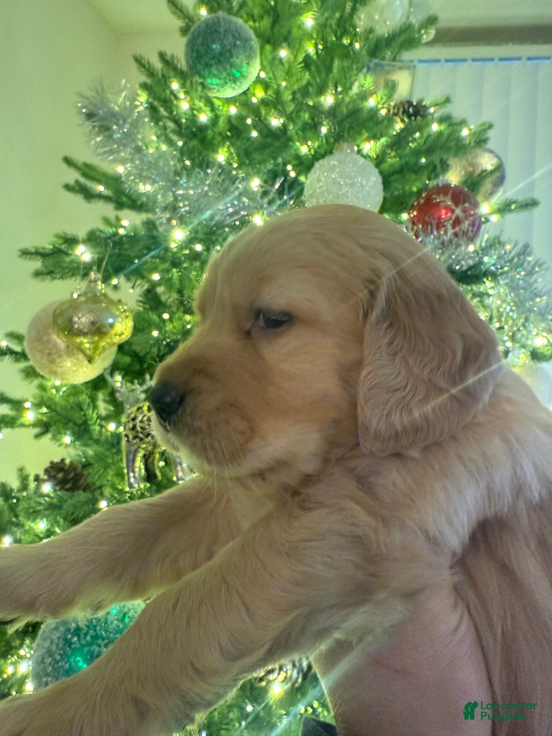 Golden Retriever dogs for sale: Golden Retriever Puppy 2 - Ad 1