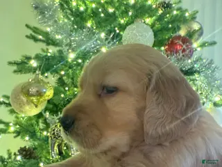 Golden Retriever dogs Golden Retriever Puppy 2 - Ad 34