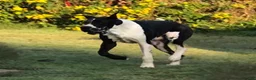 Great Dane dogs for sale: Harlequin with Merle Markings - Ad 6