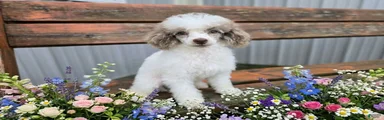 Miniature Poodle 2