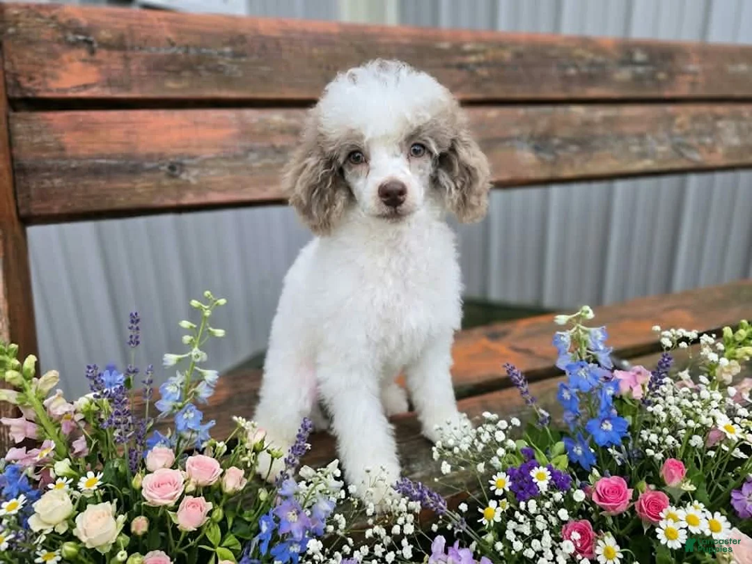 Miniature Poodle dogs for sale: Miniature Poodle 2 - Ad 1