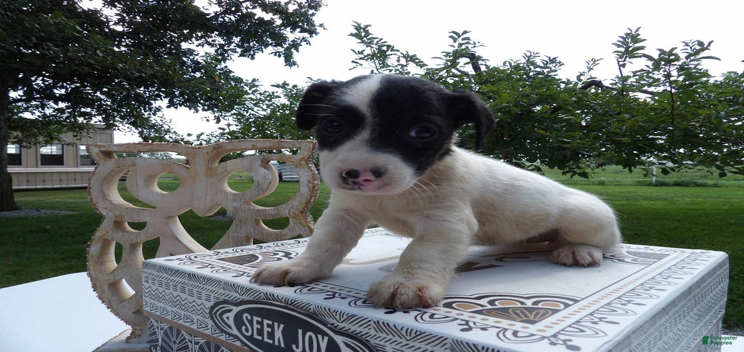 Gallery Image {{count}}