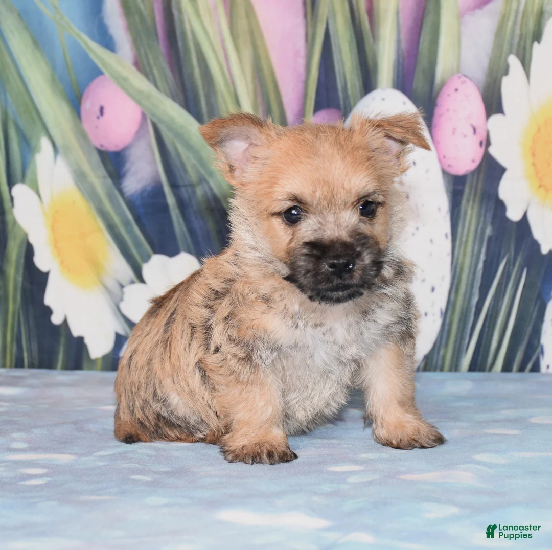 Cairn Terrier dogs for sale: Mario - Ad 3