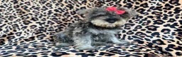 Miniature Schnauzer dogs for sale: Pixie - Ad 4