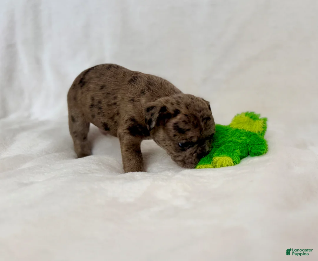 French Bulldog dogs for sale: Marlee  - Ad 15