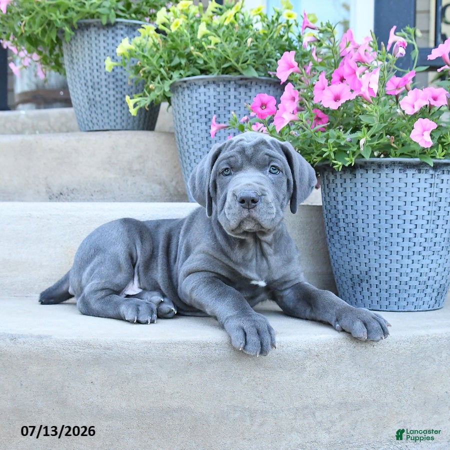 Cane Corso dogs River - Ad 2