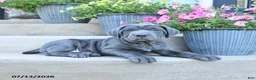 Cane Corso dogs for sale: River - Ad 2