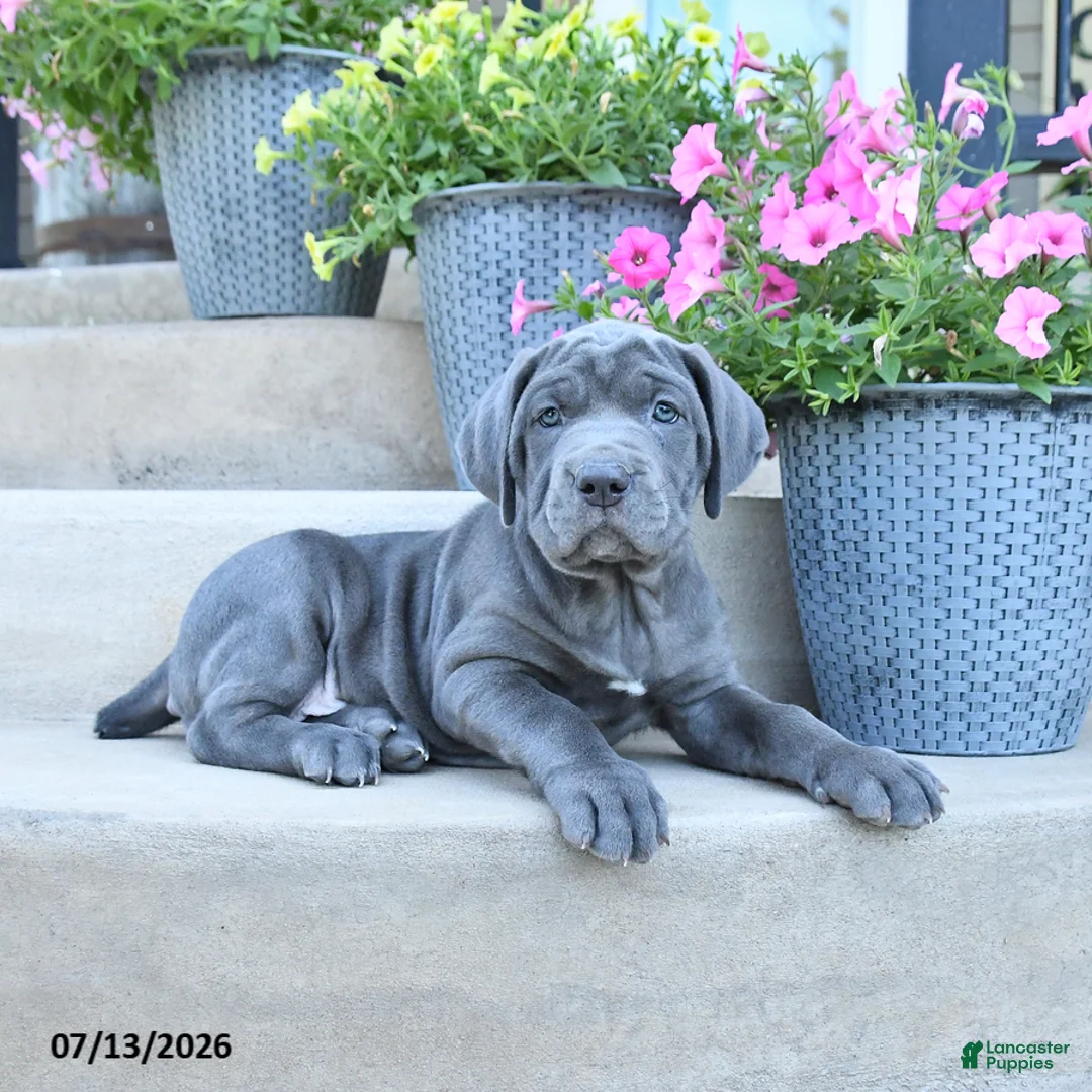 Cane Corso dogs for sale: River - Ad 2