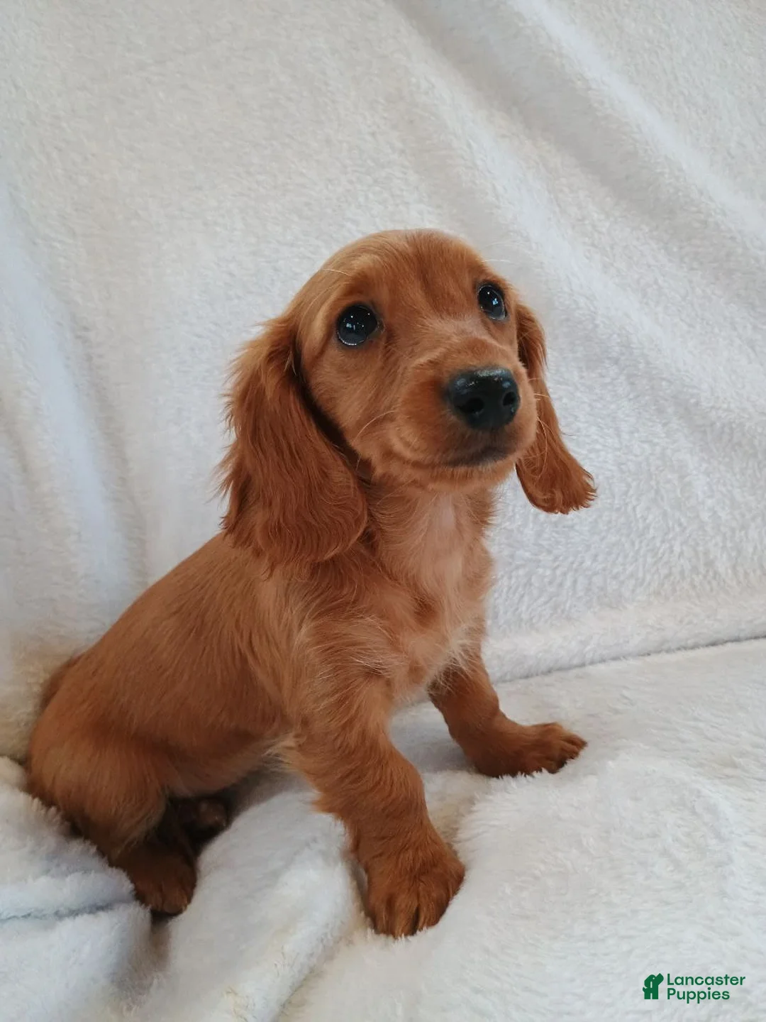 Miniature Dachshund dogs for sale: Sandy  - Ad 3