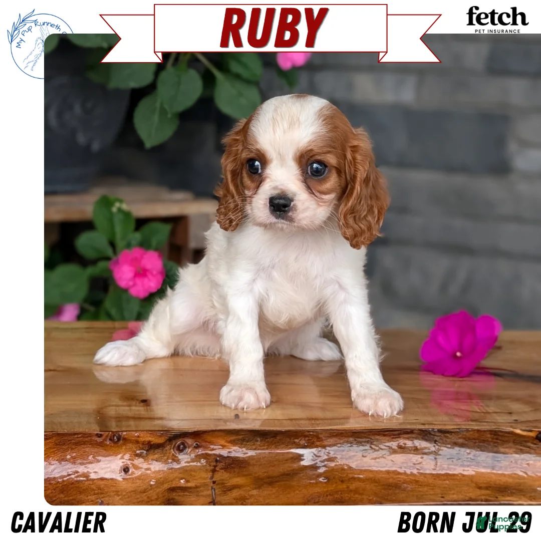 Cavalier King Charles Spaniel dogs for sale: Ruby - Ad 1