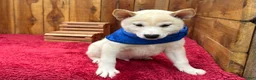 Shiba Inu dogs for sale: Shiba Inu Puppy 4 - Ad 20