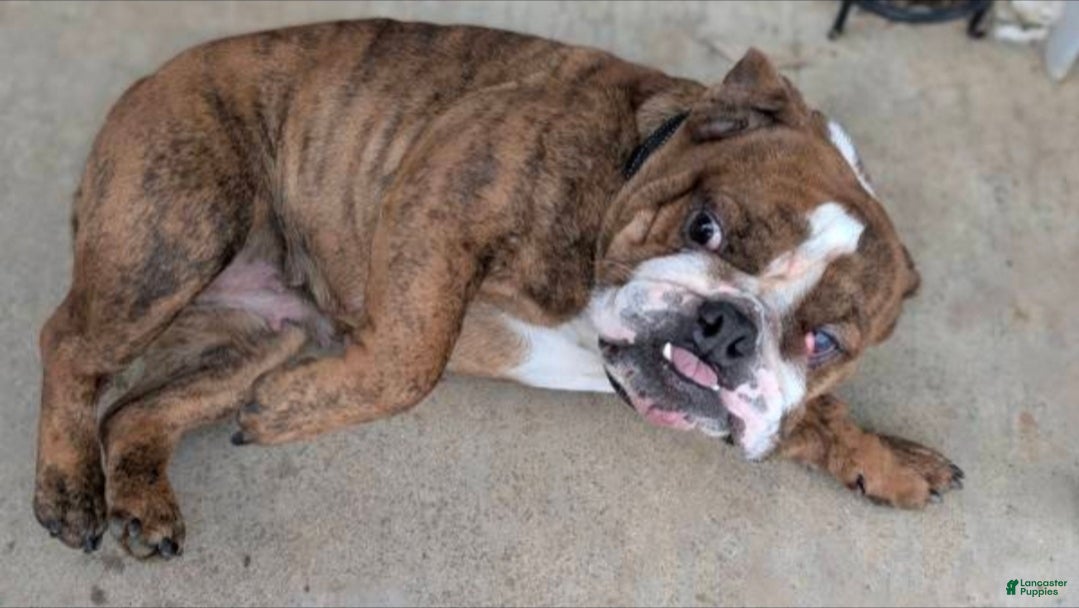 English Bulldog dogs English Bulldog female 11 months Puppy 1 - Ad 7
