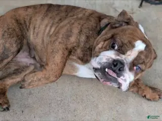 English Bulldog dogs English Bulldog female 11 months Puppy 1 - Ad 7