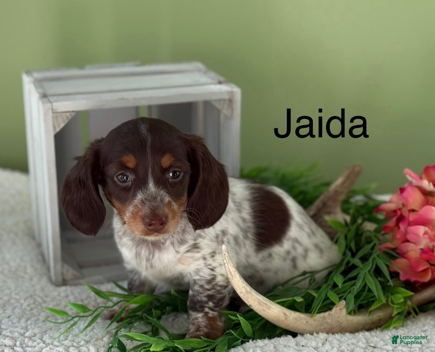 Miniature Dachshund dogs Jaida - Ad 14