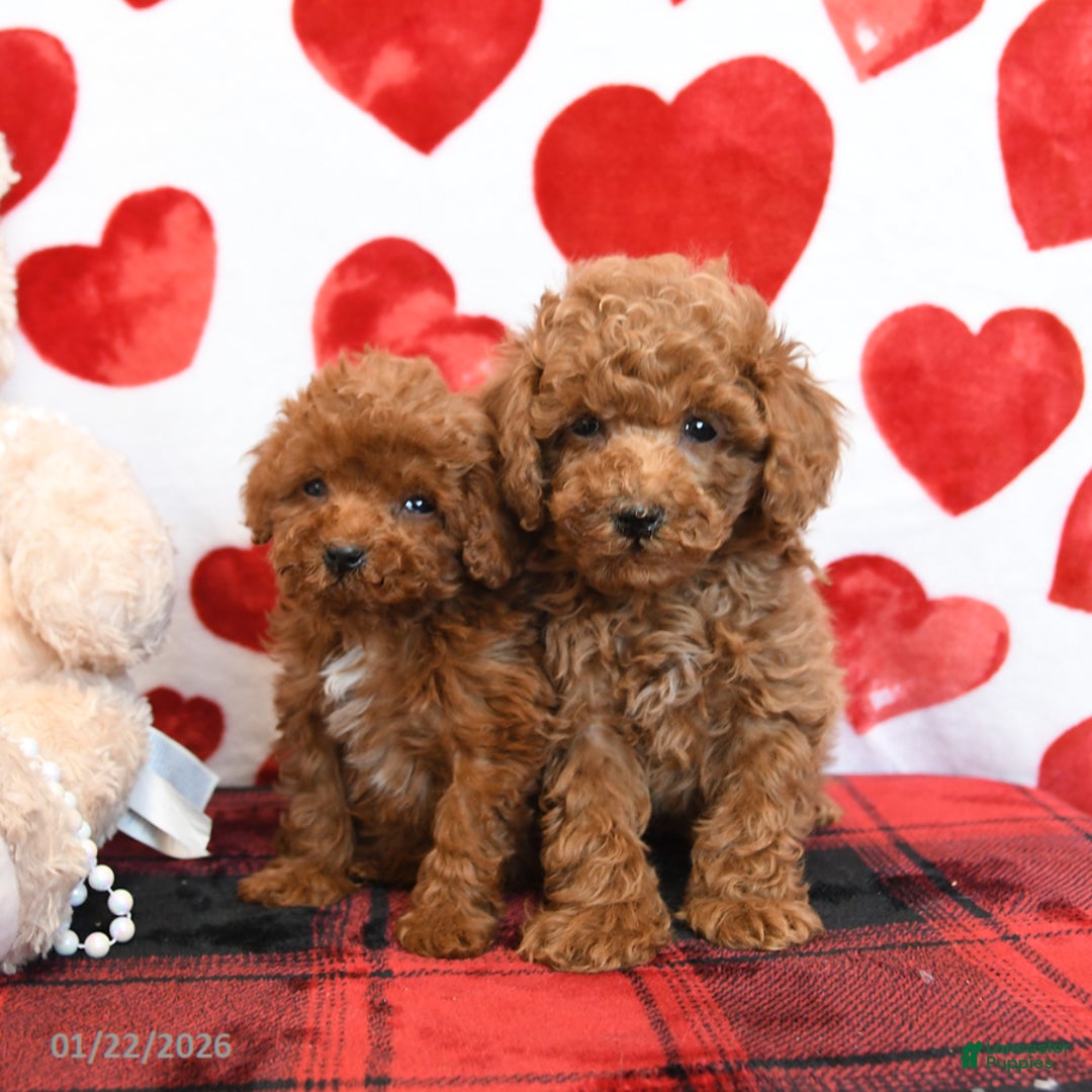 Miniature Poodle dogs for sale: Kenny - Ad 5