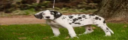 Great Dane dogs for sale: Carmen Great Dane  - Ad 3