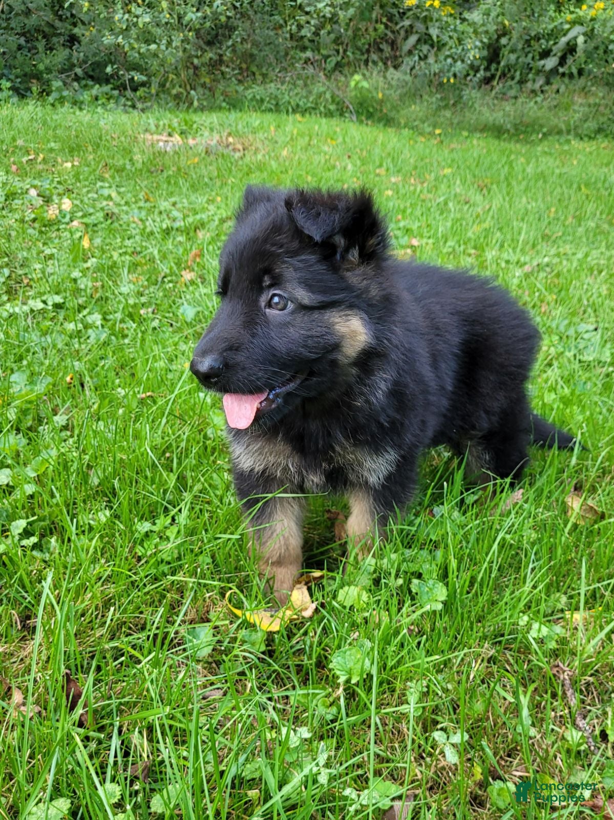 German Shepherd dogs Stella - Ad 2