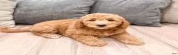 Mini Goldendoodle dogs for sale: Sadie - Ad 3