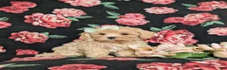 Maltipoo dogs for sale: Emerson 6 lbs Full Grown - Ad 4