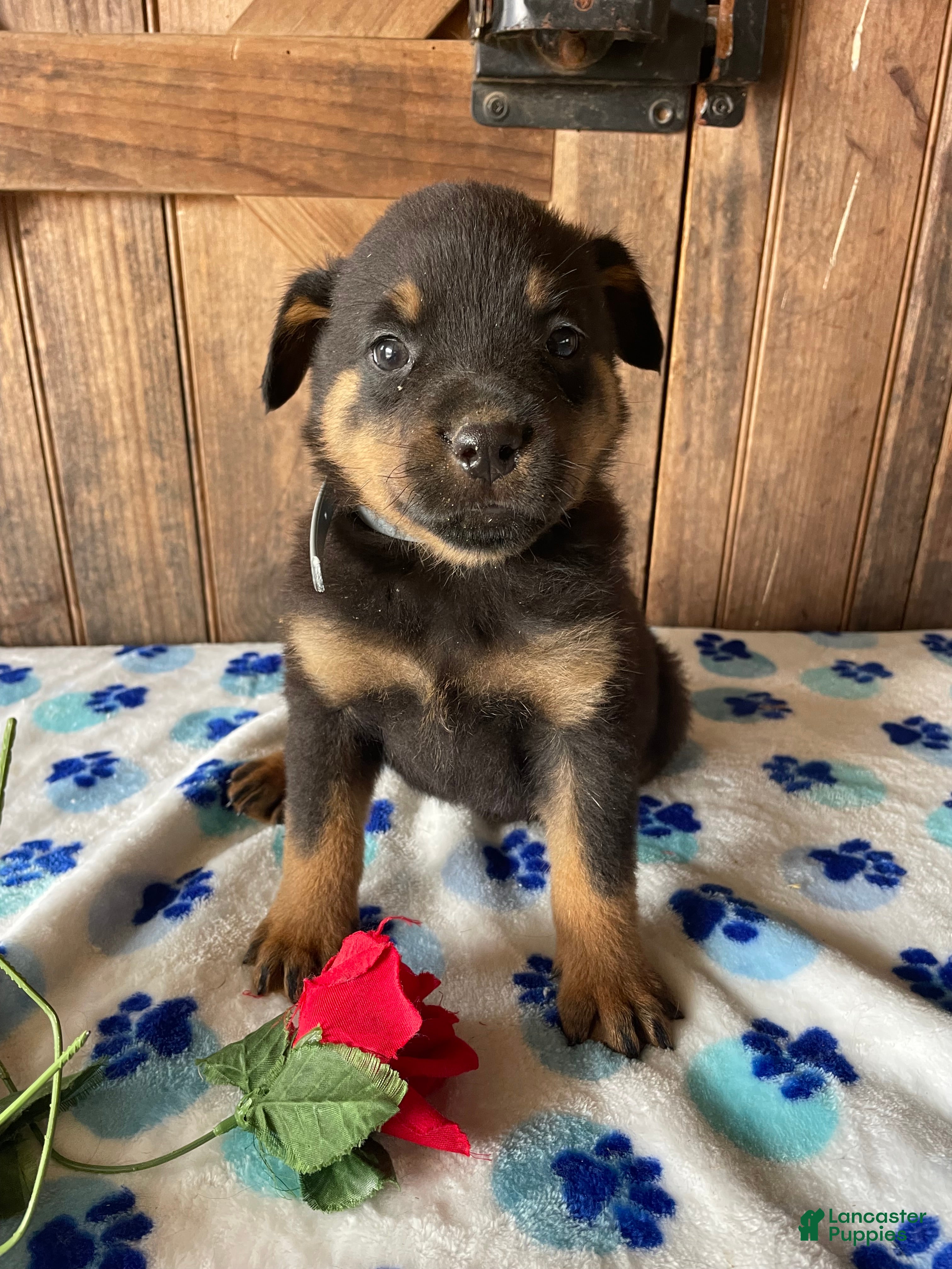 Rottweiler dogs Marshall - Ad 8