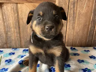 Rottweiler dogs Marshall - Ad 8