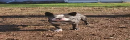 Frenchton dogs for sale: Jane - Ad 5