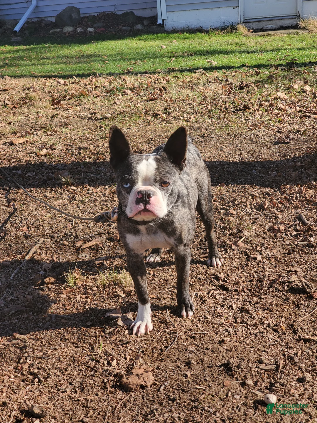 Frenchton dogs for sale: Jane - Ad 7