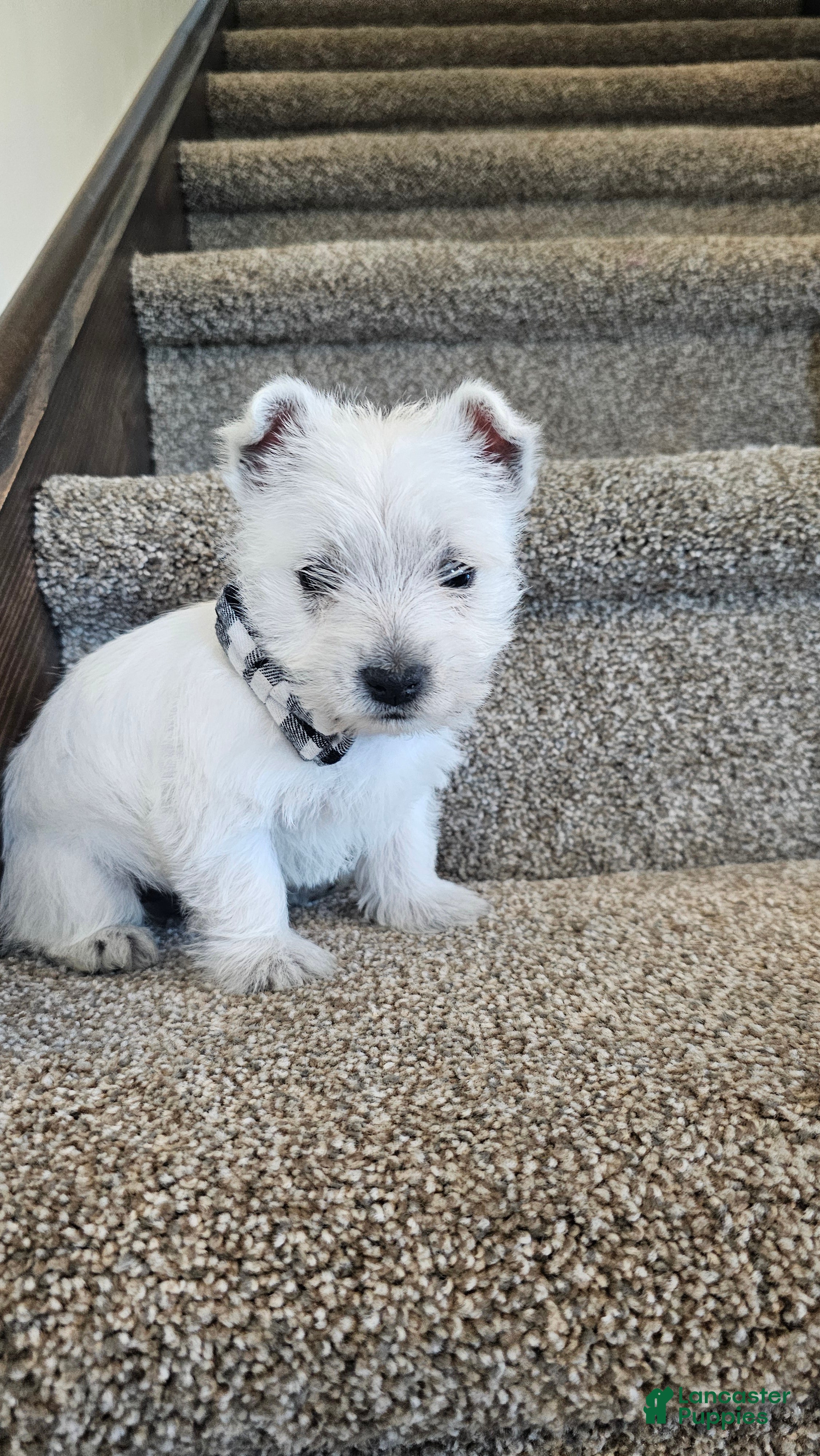 West Highland Terrier dogs Lily - Ad 1