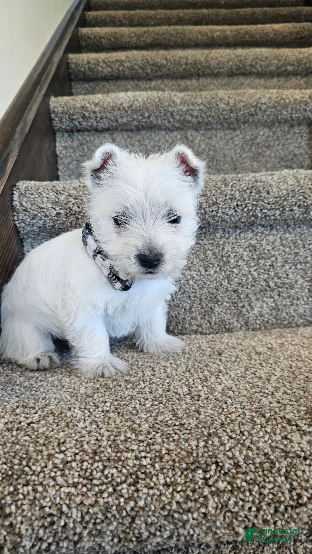 West Highland Terrier dogs for sale: Lily - Ad 1
