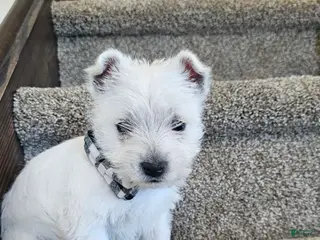 West Highland Terrier dogs for sale: Lily - Ad 4