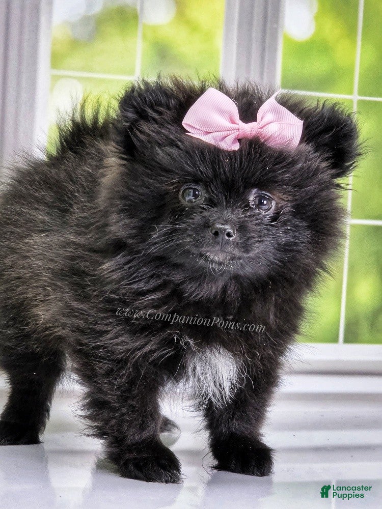 Pomeranian dogs Starlight - Black Female Pomeranian - Ad 1