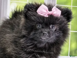 Pomeranian dogs for sale: Starlight - Black Female Pomeranian - Ad 4