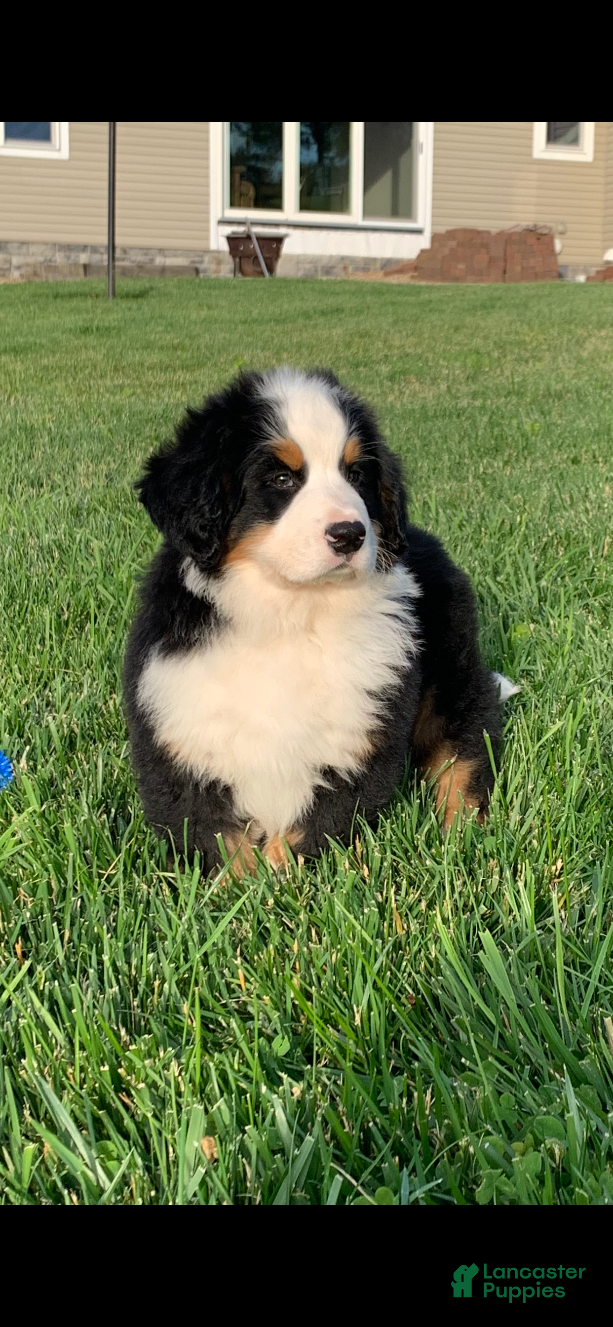 Bernese Mountain Dog dogs for sale: Nemo - Ad 1