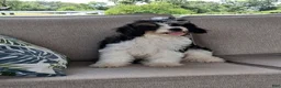 Cavapoo dogs for sale: Archie - Ad 2