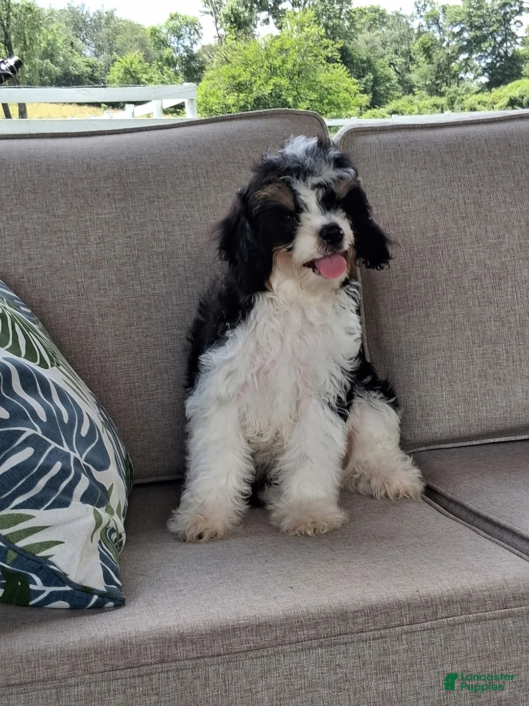Cavapoo dogs for sale: Archie - Ad 2