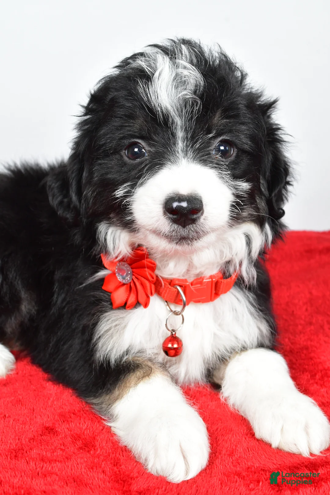 Mini Aussiedoodle dogs for sale: Gabrielle - Ad 4