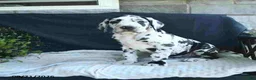 Great Dane dogs for sale: Easton - Ad 8