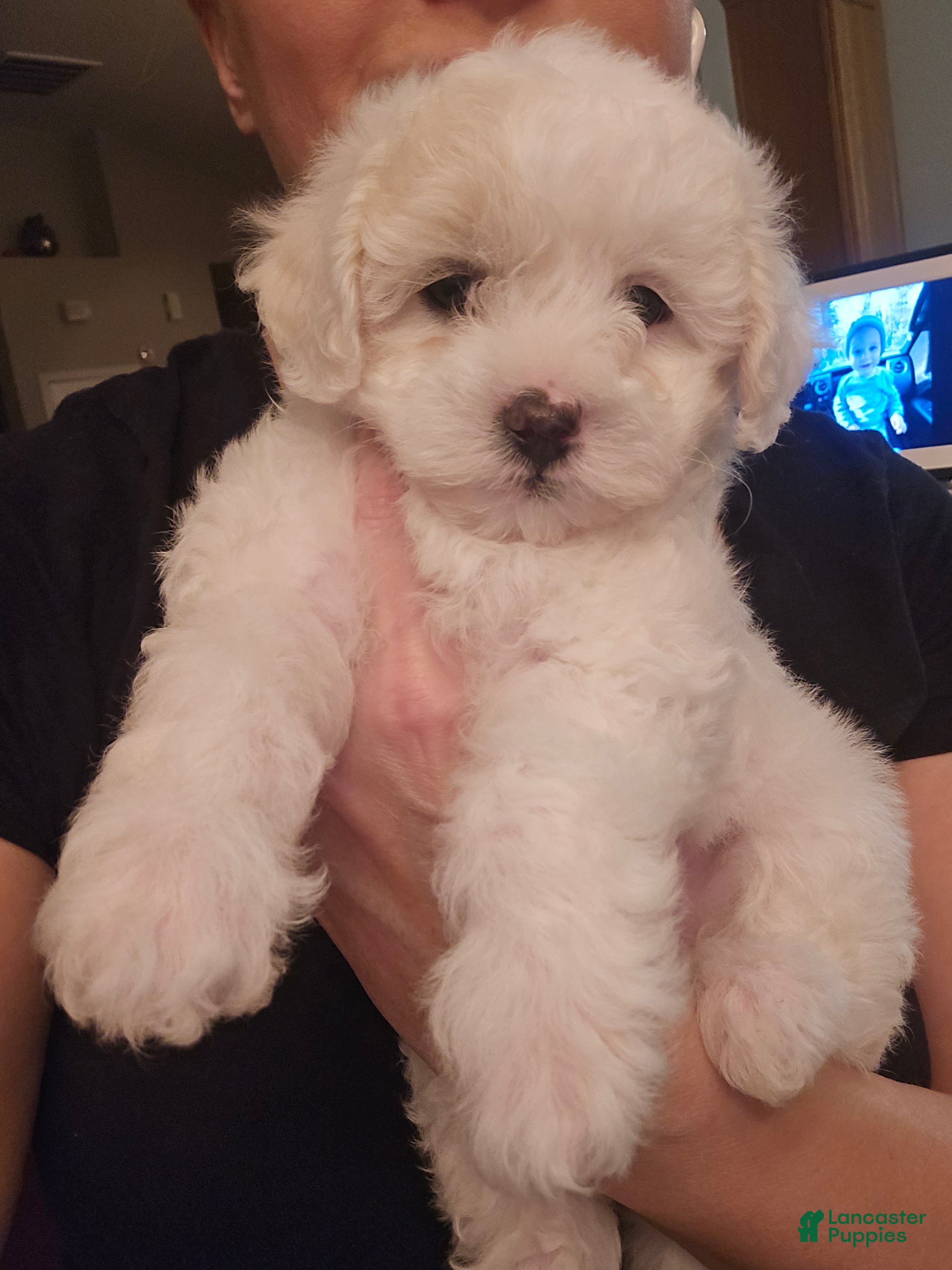 Maltipoo dogs Maltipoo Puppy 3 - Ad 5