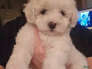 Maltipoo dogs Maltipoo Puppy 3 - Ad 5