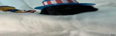 Toy Poodle 1