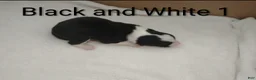 Border Collie dogs for sale: Border Collie 1 - Ad 11