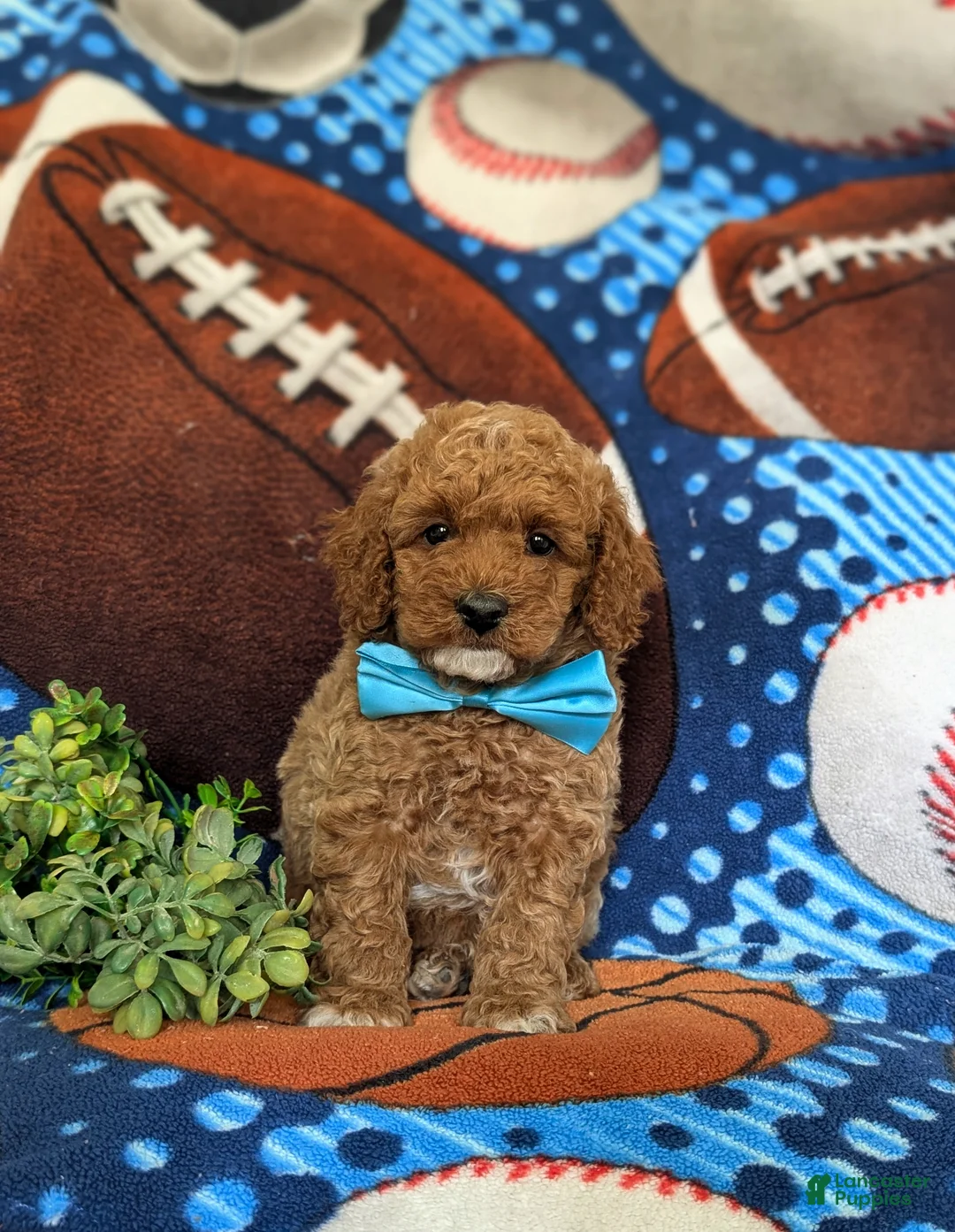 Miniature Poodle dogs for sale: Solomon - Ad 2