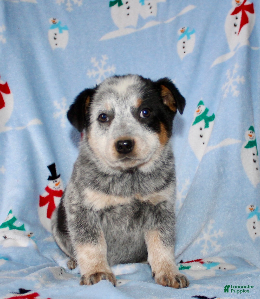 Australian Cattle Dog dogs for sale: Reba - Ad 2