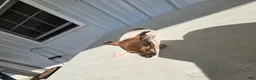 Chihuahua dogs for sale: Charlie - Ad 4