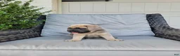 Cane Corso dogs for sale: Maverick - Ad 3