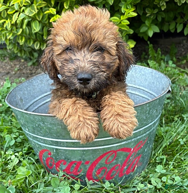 Whoodle dogs Huxley - Ad 1
