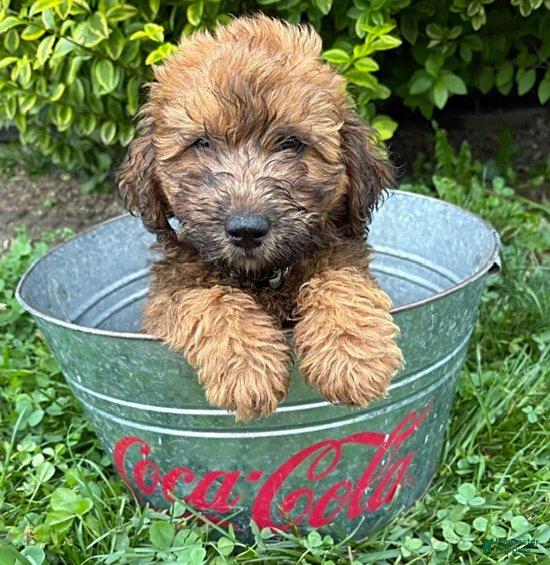Whoodle dogs for sale: Huxley - Ad 1