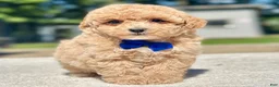 Maltipoo dogs for sale: Marshall  - Ad 3